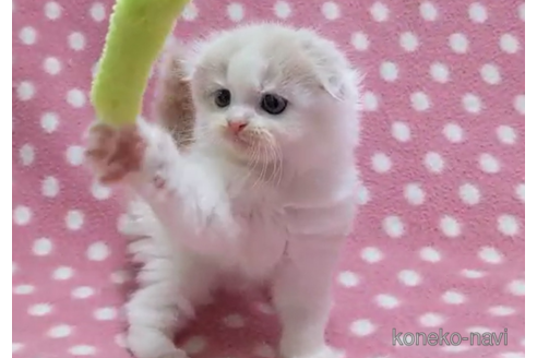 成約済の愛知県のスコティッシュフォールド(折れ耳)-86124の4枚目